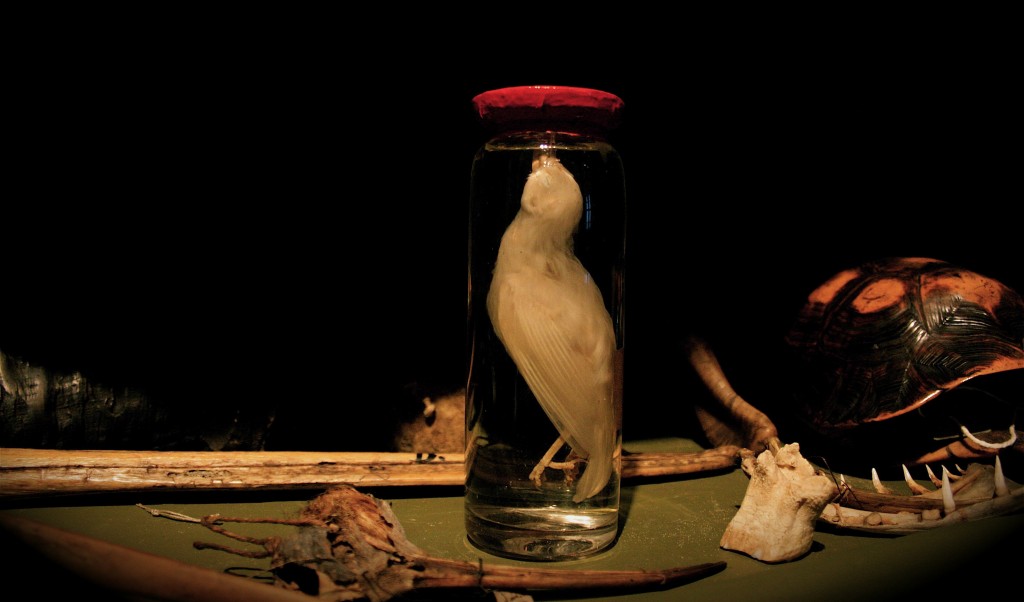 Bottle Bird (Wunderkammer Series) 